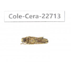 Cerambycidae sp. China, Yunnan, Dehong, Longchuan county. 1Pcs. Cole-Cera-22713.