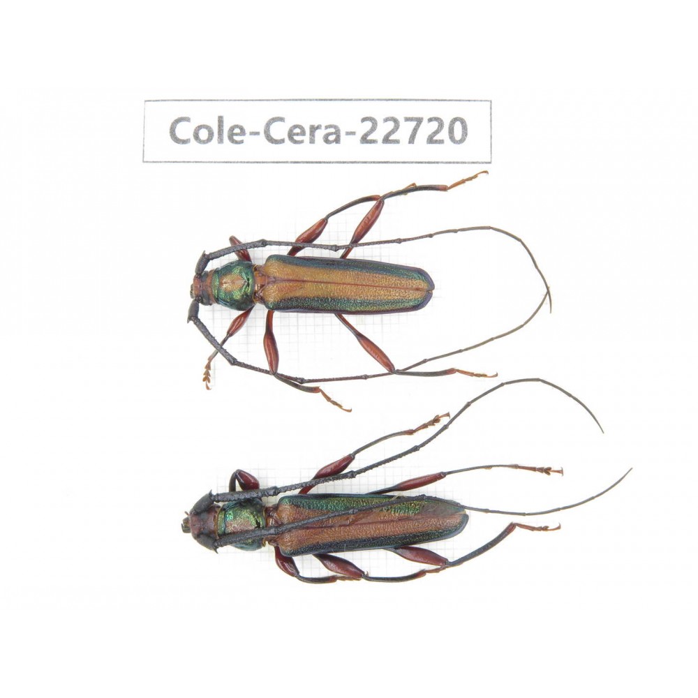 Cerambycidae sp. China, Yunnan, Dehong, Longchuan county. 2Pcs. Cole-Cera-22720.