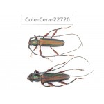 Cerambycidae sp. China, Yunnan, Dehong, Longchuan county. 2Pcs. Cole-Cera-22720.