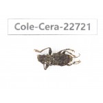 Cerambycidae sp. China, Yunnan, Dehong, Longchuan county. 1Pcs. Cole-Cera-22721.