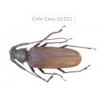 Cerambycidae sp. China, Yunnan, Dehong, Longchuan county. 1Pcs. Cole-Cera-22723.