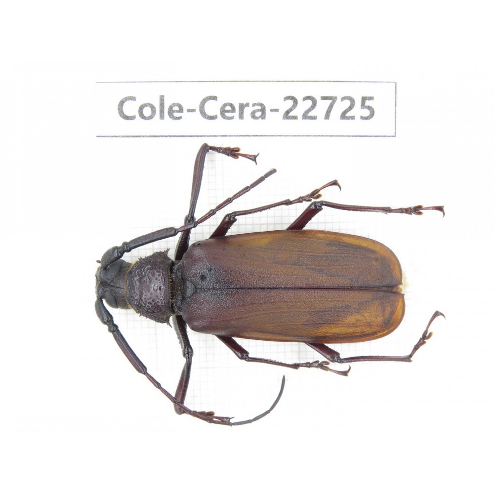 Cerambycidae sp. China, Yunnan, Dehong, Longchuan county. 1Pcs. Cole-Cera-22725.