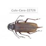 Cerambycidae sp. China, Yunnan, Dehong, Longchuan county. 1Pcs. Cole-Cera-22726.