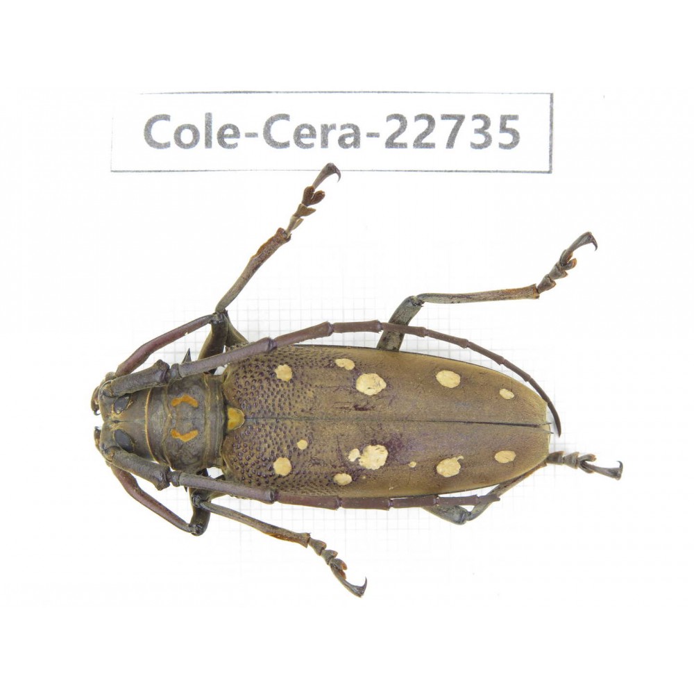 Cerambycidae sp. China, Yunnan, Dehong, Longchuan county. 1Pcs. Cole-Cera-22735.
