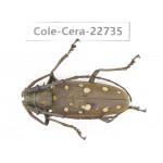Cerambycidae sp. China, Yunnan, Dehong, Longchuan county. 1Pcs. Cole-Cera-22735.