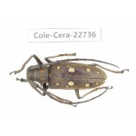 Cerambycidae sp. China, Yunnan, Dehong, Longchuan county. 1Pcs. Cole-Cera-22736.