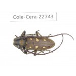 Cerambycidae sp. China, Yunnan, Dehong, Longchuan county. 1Pcs. Cole-Cera-22743.