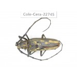 Cerambycidae sp. China, Yunnan, Dehong, Longchuan county. 1Pcs. Cole-Cera-22745.