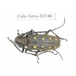 Cerambycidae sp. China, Yunnan, Dehong, Longchuan county. 1Pcs. Cole-Cera-22746.
