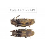 Cerambycidae sp. China, Yunnan, Dehong, Longchuan county. 2Pcs. Cole-Cera-22749.