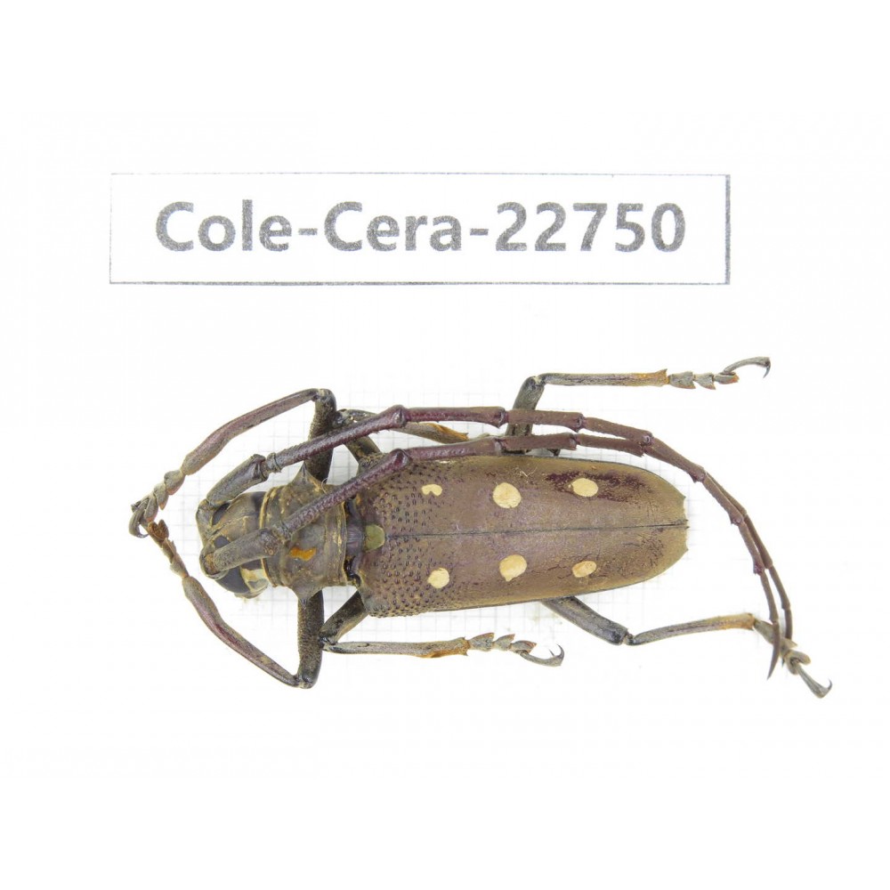 Cerambycidae sp. China, Yunnan, Dehong, Longchuan county. 1Pcs. Cole-Cera-22750.