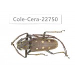 Cerambycidae sp. China, Yunnan, Dehong, Longchuan county. 1Pcs. Cole-Cera-22750.