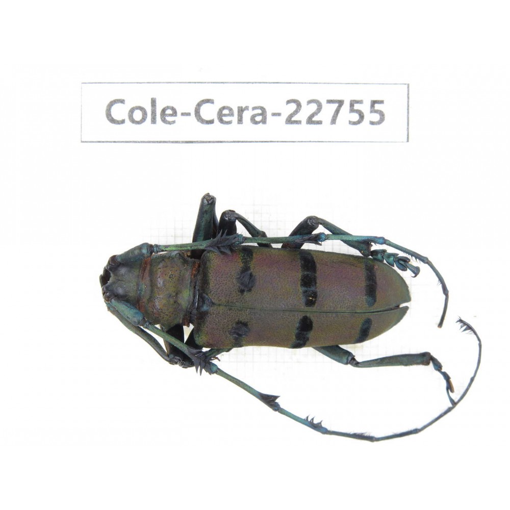 Cerambycidae sp. China, Yunnan, Dehong, Longchuan county. 1Pcs. Cole-Cera-22755.