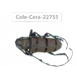 Cerambycidae sp. China, Yunnan, Dehong, Longchuan county. 1Pcs. Cole-Cera-22755.