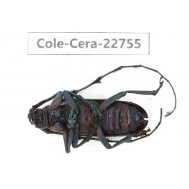 Cerambycidae sp. China, Yunnan, Dehong, Longchuan county. 1Pcs. Cole-Cera-22755.