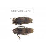 Cerambycidae sp. China, Yunnan, Dehong, Longchuan county. 2Pcs. Cole-Cera-22761.