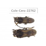Cerambycidae sp. China, Yunnan, Dehong, Longchuan county. 2Pcs. Cole-Cera-22762.