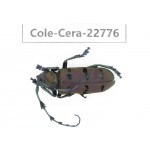 Cerambycidae sp. China, Yunnan, Dehong, Longchuan county. 1Pcs. Cole-Cera-22776.