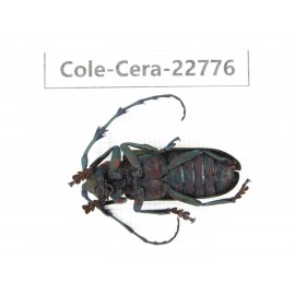 Cerambycidae sp. China, Yunnan, Dehong, Longchuan county. 1Pcs. Cole-Cera-22776.