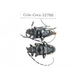 Cerambycidae sp. China, Yunnan, Dali, C of Mt.Cangshan. 2Pcs. Cole-Cera-22780.