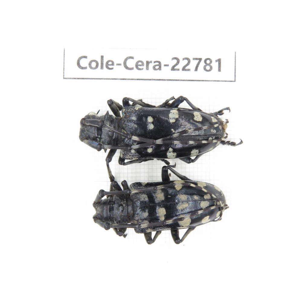 Cerambycidae sp. China, Yunnan, Dali, C of Mt.Cangshan. 2Pcs. Cole-Cera-22781.