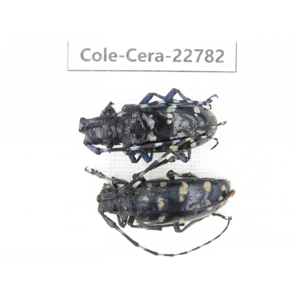 Cerambycidae sp. China, Yunnan, Dali, C of Mt.Cangshan. 2Pcs. Cole-Cera-22782.