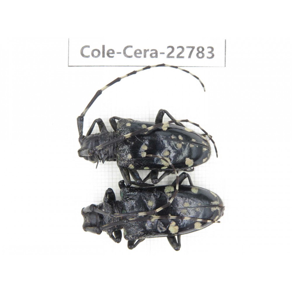 Cerambycidae sp. China, Yunnan, Dali, C of Mt.Cangshan. 2Pcs. Cole-Cera-22783.