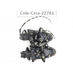 Cerambycidae sp. China, Yunnan, Dali, C of Mt.Cangshan. 2Pcs. Cole-Cera-22783.