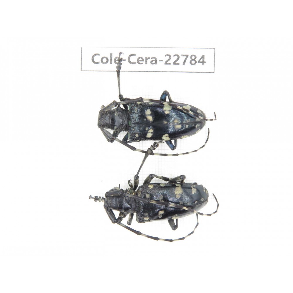 Cerambycidae sp. China, Yunnan, Dali, C of Mt.Cangshan. 2Pcs. Cole-Cera-22784.