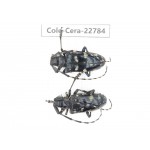 Cerambycidae sp. China, Yunnan, Dali, C of Mt.Cangshan. 2Pcs. Cole-Cera-22784.
