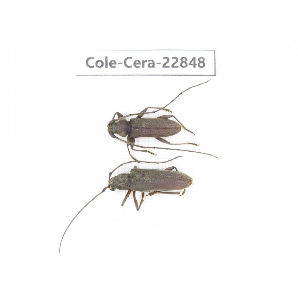 Cerambycidae sp. China, Yunnan, Yuxi, Xinping county. 2Pcs. Cole-Cera-22848.