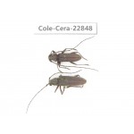 Cerambycidae sp. China, Yunnan, Yuxi, Xinping county. 2Pcs. Cole-Cera-22848.