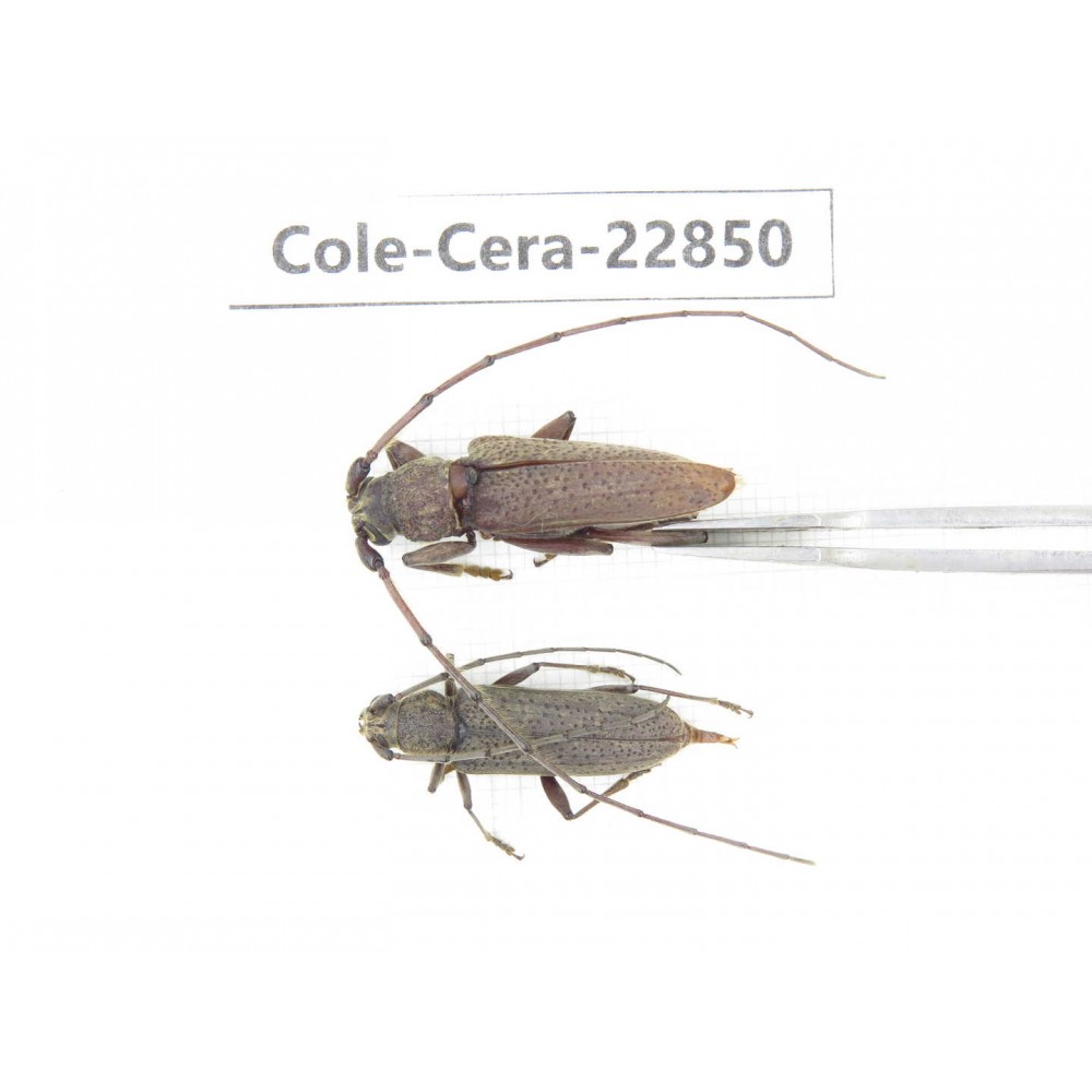 Cerambycidae sp. China, Yunnan, Yuxi, Xinping county. 2Pcs. Cole-Cera-22850.