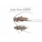 Cerambycidae sp. China, Yunnan, Yuxi, Xinping county. 2Pcs. Cole-Cera-22850.