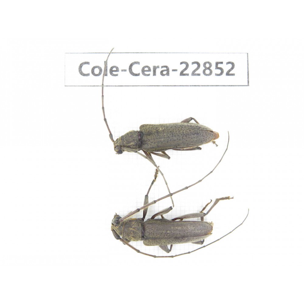 Cerambycidae sp. China, Yunnan, Yuxi, Xinping county. 2Pcs. Cole-Cera-22852.