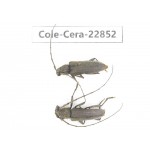 Cerambycidae sp. China, Yunnan, Yuxi, Xinping county. 2Pcs. Cole-Cera-22852.