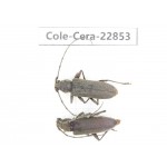 Cerambycidae sp. China, Yunnan, Yuxi, Xinping county. 2Pcs. Cole-Cera-22853.