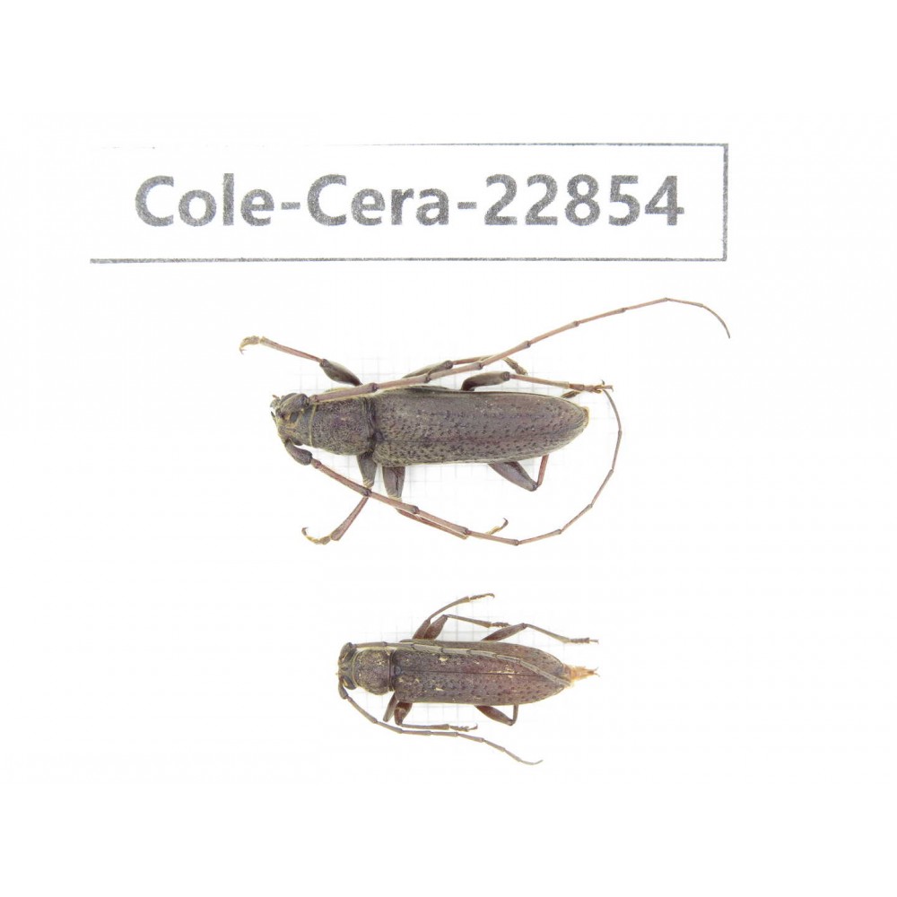 Cerambycidae sp. China, Yunnan, Yuxi, Xinping county. 2Pcs. Cole-Cera-22854.