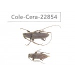 Cerambycidae sp. China, Yunnan, Yuxi, Xinping county. 2Pcs. Cole-Cera-22854.