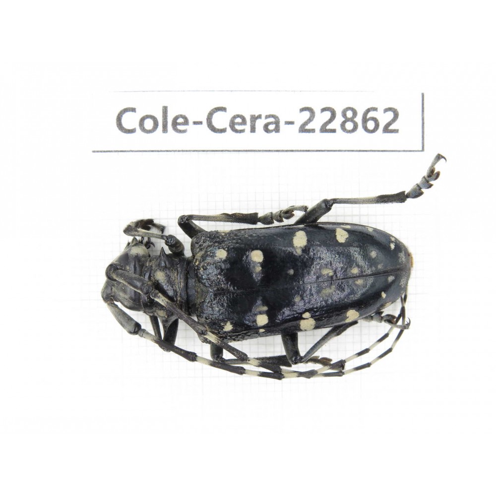 Cerambycidae sp. China, Yunnan, Yuxi, Xinping county. 1Pcs. Cole-Cera-22862.