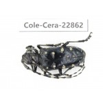 Cerambycidae sp. China, Yunnan, Yuxi, Xinping county. 1Pcs. Cole-Cera-22862.