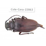 Cerambycidae sp. China, Yunnan, Yuxi, Xinping county. 1Pcs. Cole-Cera-22863.