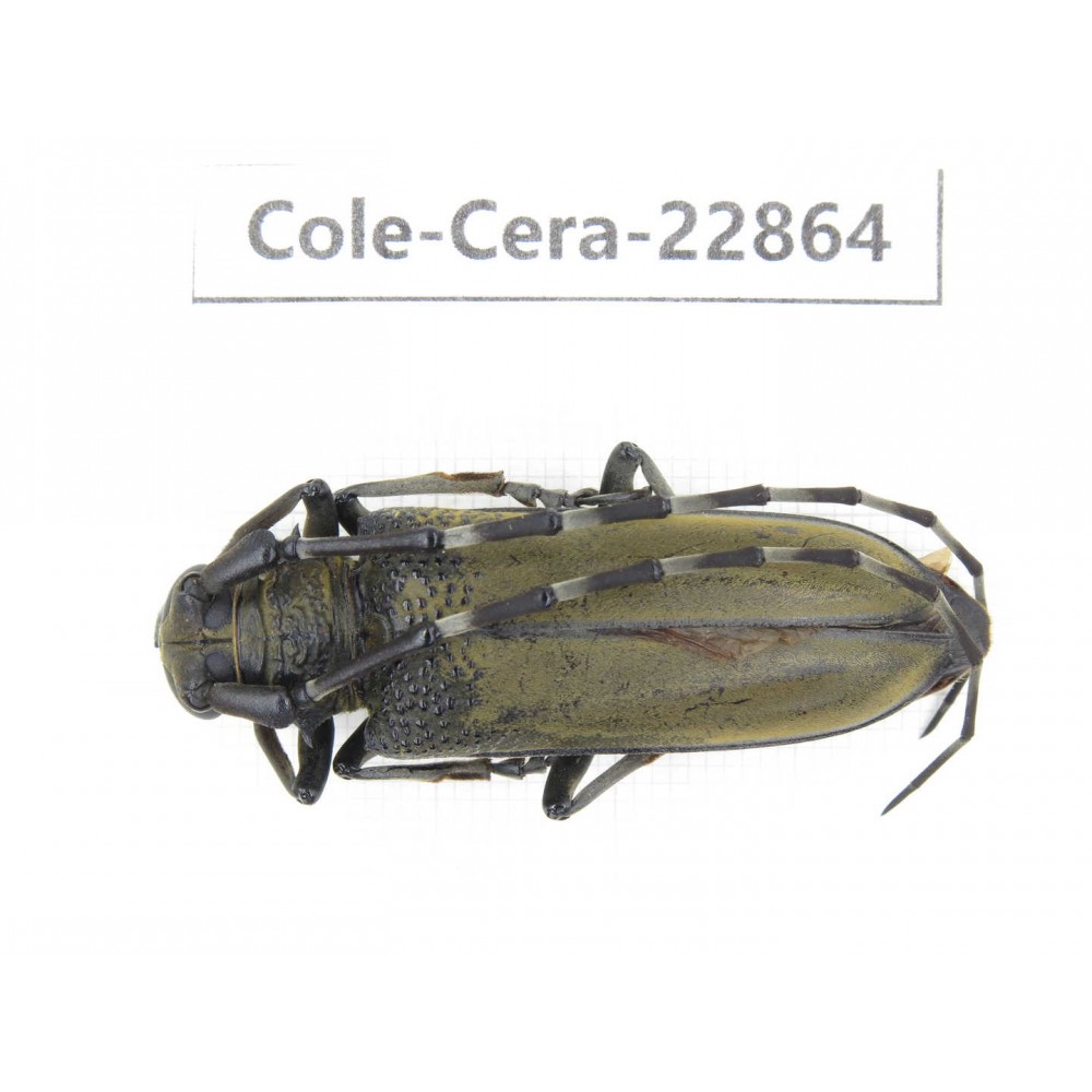 Cerambycidae sp. China, Yunnan, Yuxi, Xinping county. 1Pcs. Cole-Cera-22864.