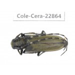 Cerambycidae sp. China, Yunnan, Yuxi, Xinping county. 1Pcs. Cole-Cera-22864.