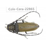 Cerambycidae sp. China, Yunnan, Yuxi, Xinping county. 1Pcs. Cole-Cera-22865.
