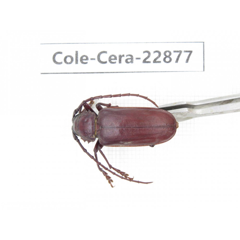 Cerambycidae sp. China, Yunnan, Dali, S of Mt.Cangshan. 1Pcs. Cole-Cera-22877.