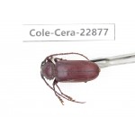 Cerambycidae sp. China, Yunnan, Dali, S of Mt.Cangshan. 1Pcs. Cole-Cera-22877.