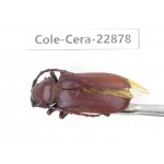 Cerambycidae sp. China, Yunnan, Dali, S of Mt.Cangshan. 1Pcs. Cole-Cera-22878.