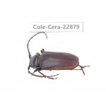 Cerambycidae sp. China, Yunnan, Dali, S of Mt.Cangshan. 1Pcs. Cole-Cera-22879.
