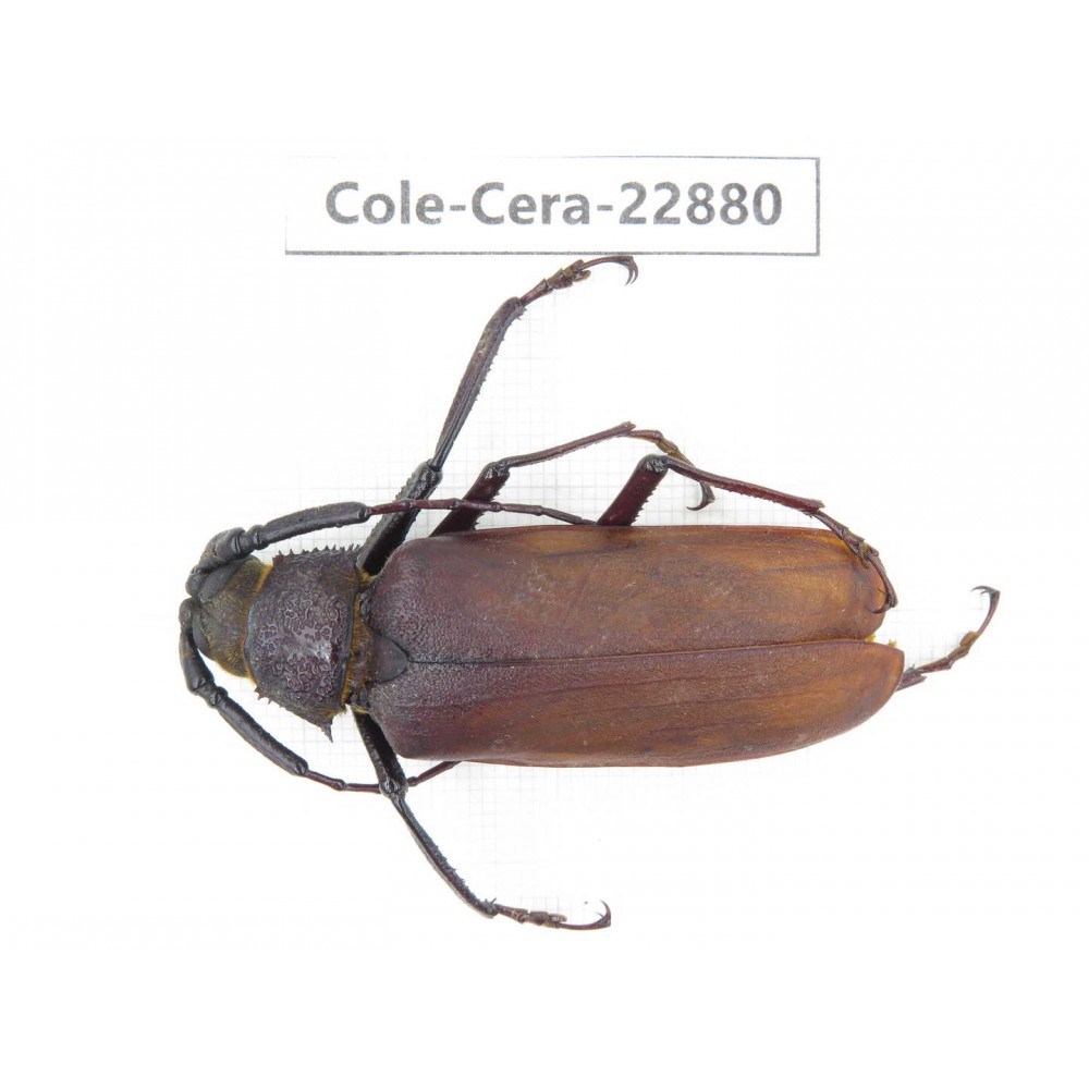Cerambycidae sp. China, Yunnan, Dali, S of Mt.Cangshan. 1Pcs. Cole-Cera-22880.